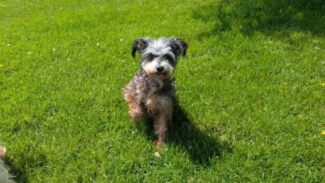 Pet Image